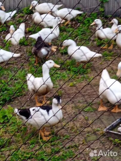 Утка мулард