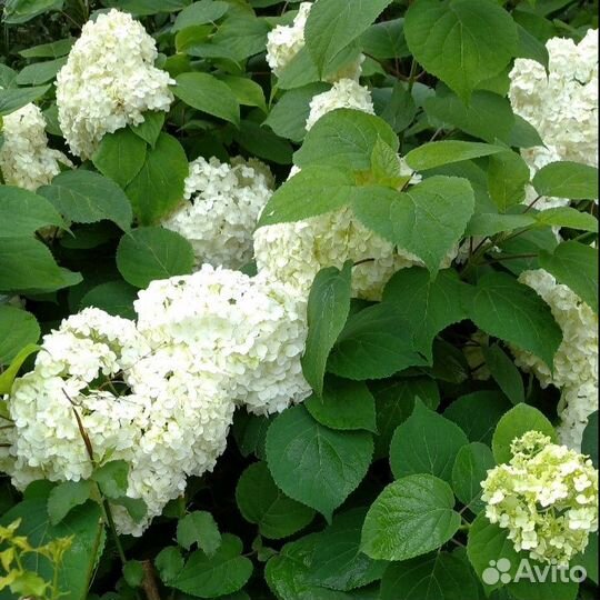 Саженцы гортензии.крупнолистной