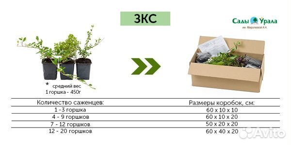 Жимолость Волхова - саженцы зкс, Сады Урала