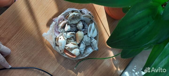Ракушки набор