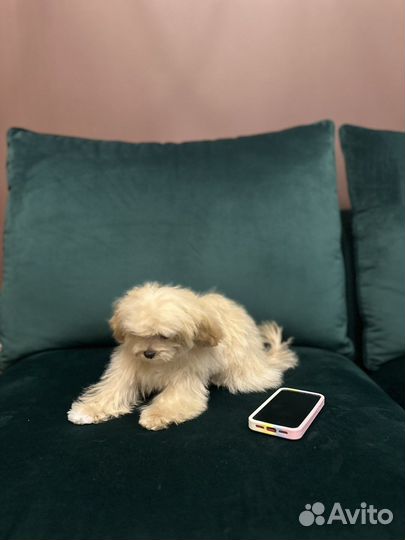 Мальтипу Экстра Micro из Кореи