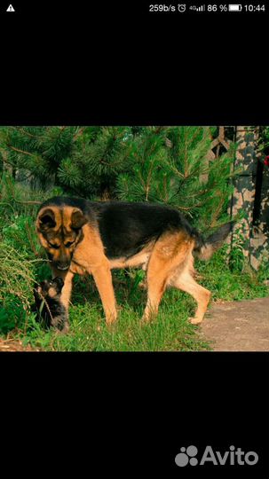 Вязка немец