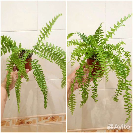 Папоротники коллекционные