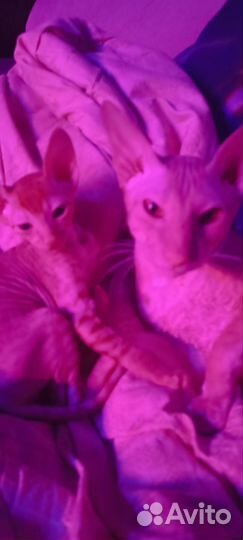 Котёнок мальчик