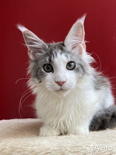 Котик мейн-кун