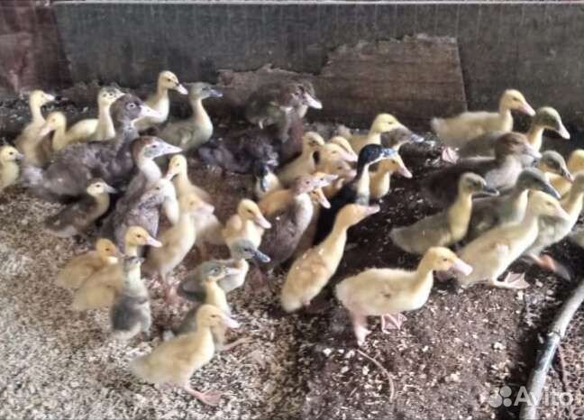 Подрощенные утята Фаворит и Башкирские