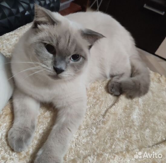 Британский кот