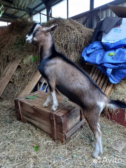 Альпийские козлята