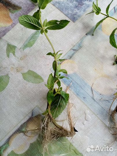 Кустики Мяты