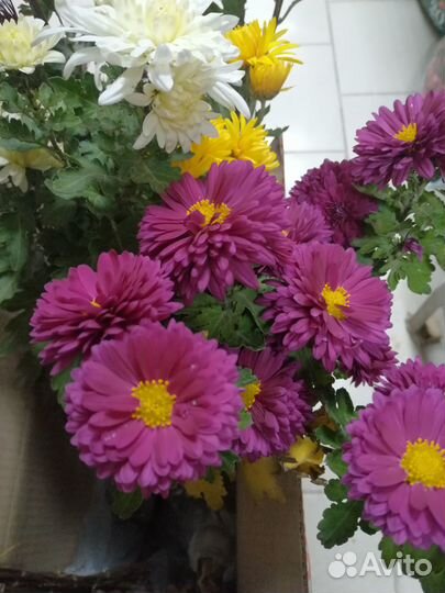 Цветы хризантемы