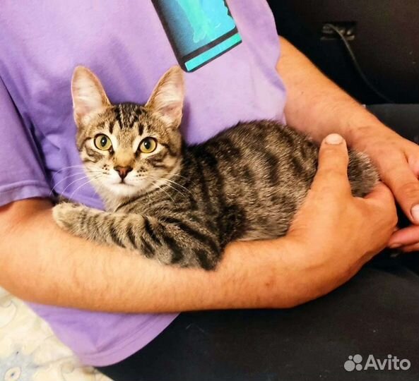 Котенок в добрые руки