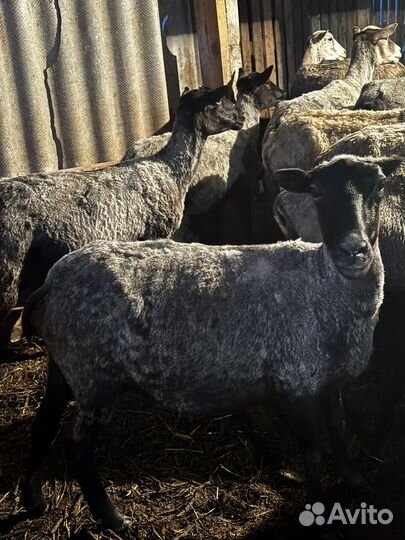 Романовские овцы племенные