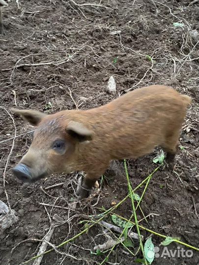 Венгерская мангалица поросята