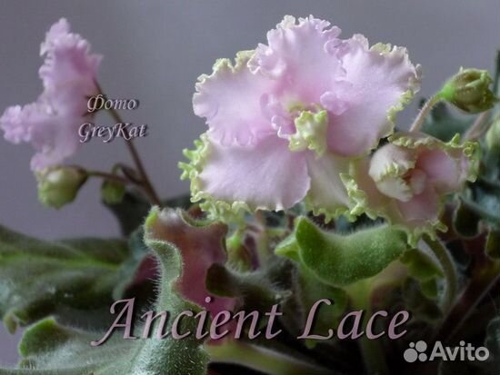 Фиалки детки