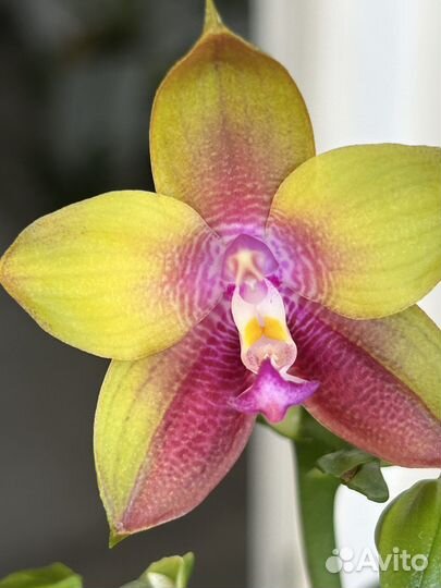 Орхидея фаленопсис Phal. Dragon Tree Eagle DT168