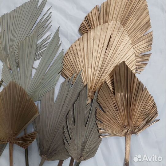 Листья пальмы