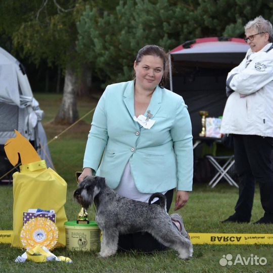 Курсы груминга Санкт Петербург