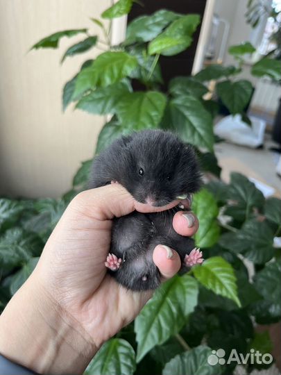 Сирийские хомячки