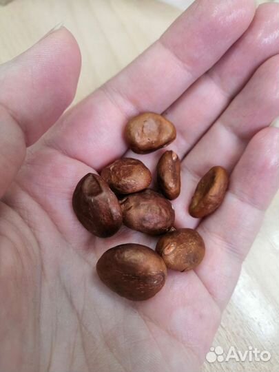 Мушмула (косточки для проращивания)