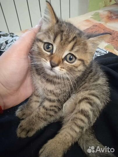 Кошка в дар