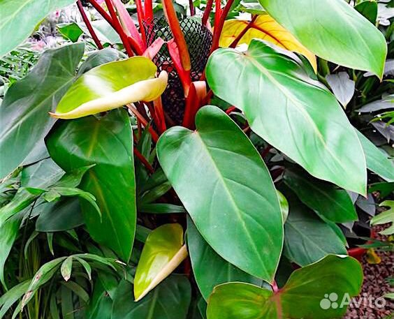 Растения для быстрого озеленения 2