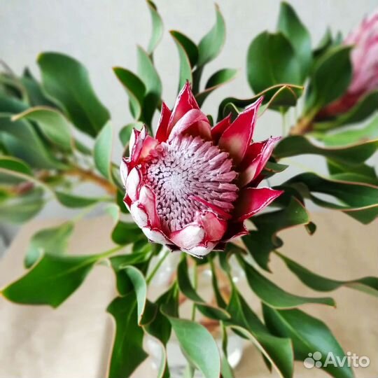 Цветы в подарок