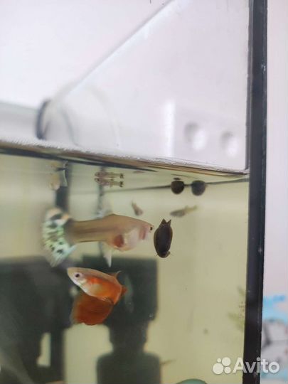 Аквариумные рыбки гуппи и улитки