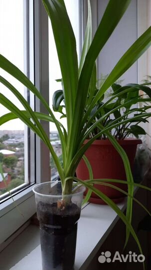 Пальма панданус