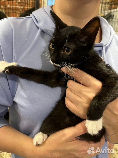 Феликс с бантиком на губах в добрые руки дар