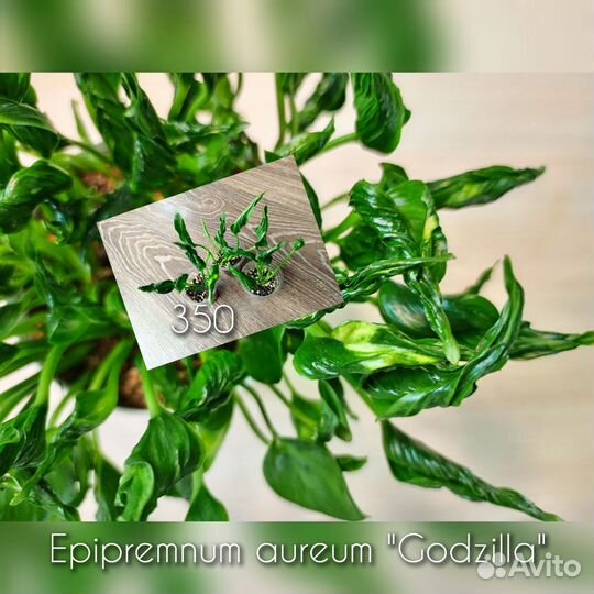 Эпипремнумы, сциндапсусы