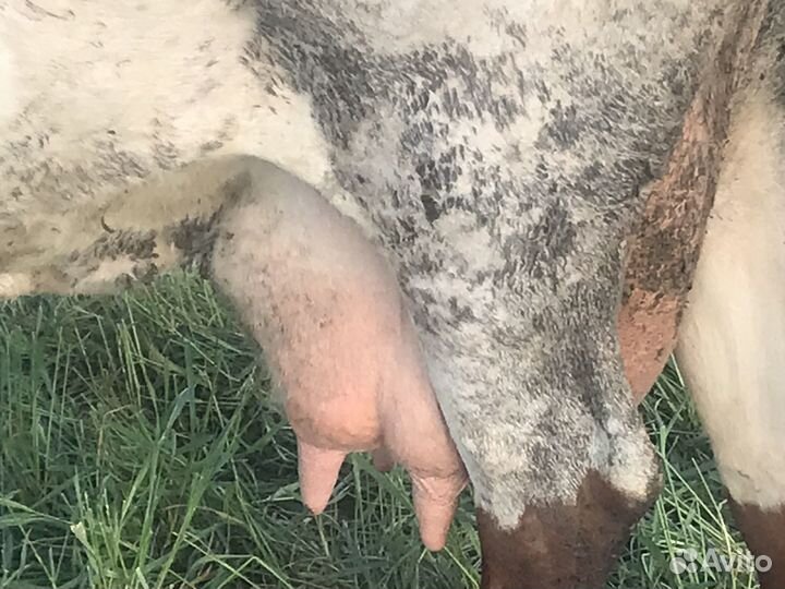 Продажа коров