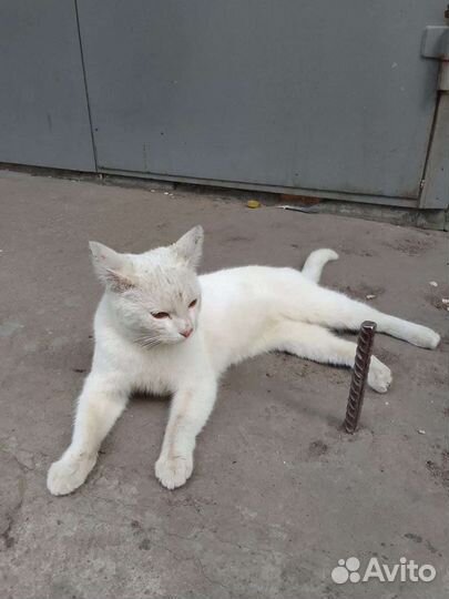 Кошка в дар бесплатно