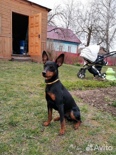 Цвергпинчер вязка