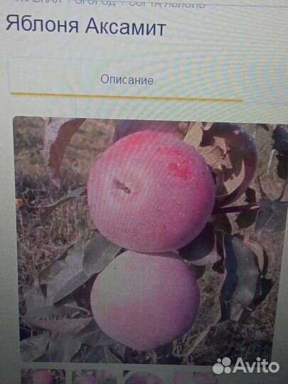 Крапач, полонез, аксамит - яблоня сорта новинки