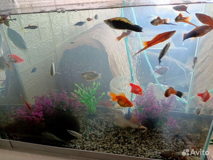 Аквариум с рыбками бу