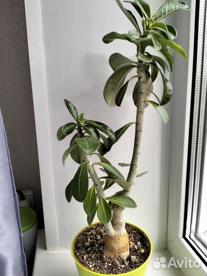 Адениум обесум