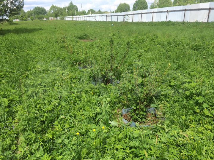 Участок 43 сот. (ИЖС)