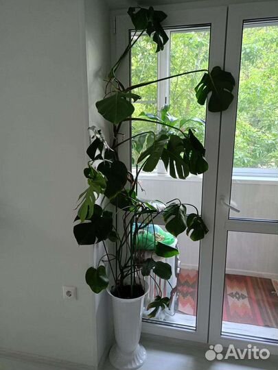 Комнатные цветы монстера