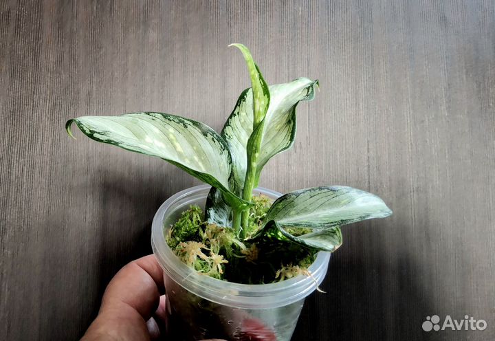 Диффенбахия Udomsub (white form )