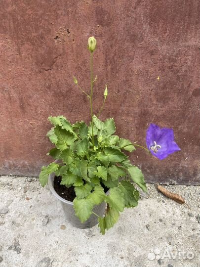 Колокольчик