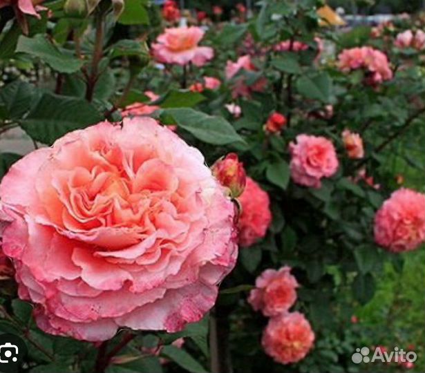 Роза Помпонелла