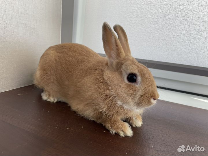 Львиноголовый кролик