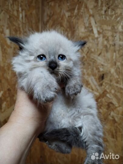 Красивые котята ищут дом