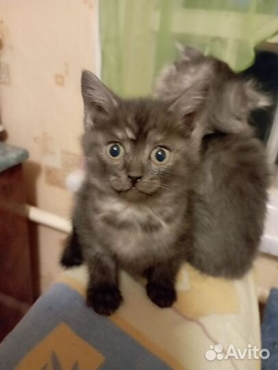 Котята от вислоухой кошки