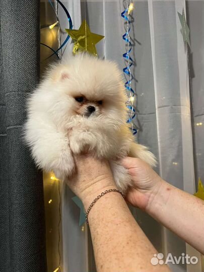 Померанский шпиц щенки