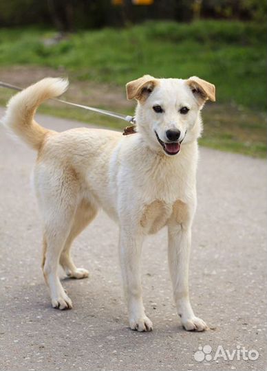 Домашние щенки-подростки Бинго и Бэмби в дар