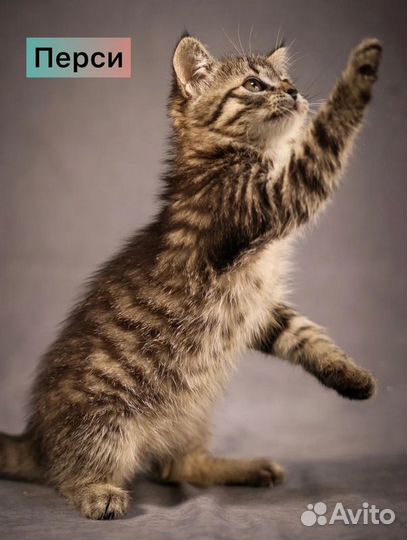 Маленькие котята — метисы британской породы в дар