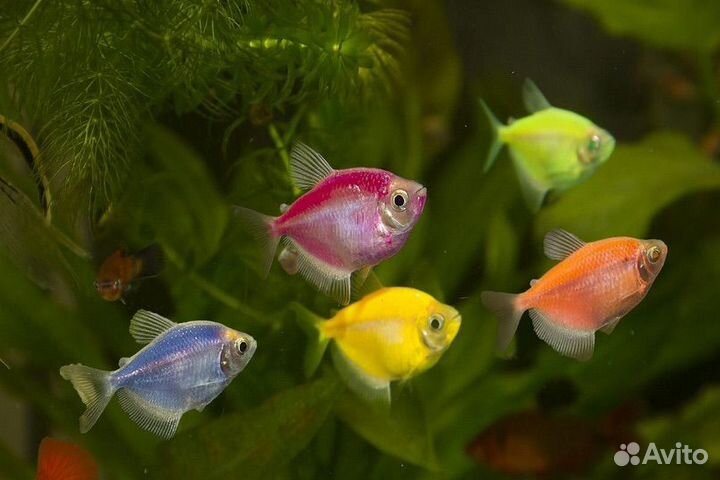 Тернеция глофиш