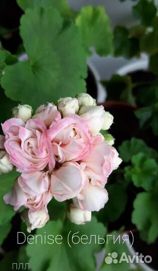 Пеларгония Denise