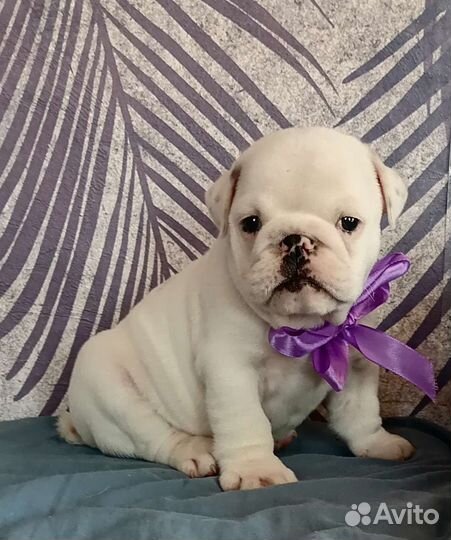 Мальчик красавчик и девочка принцесса